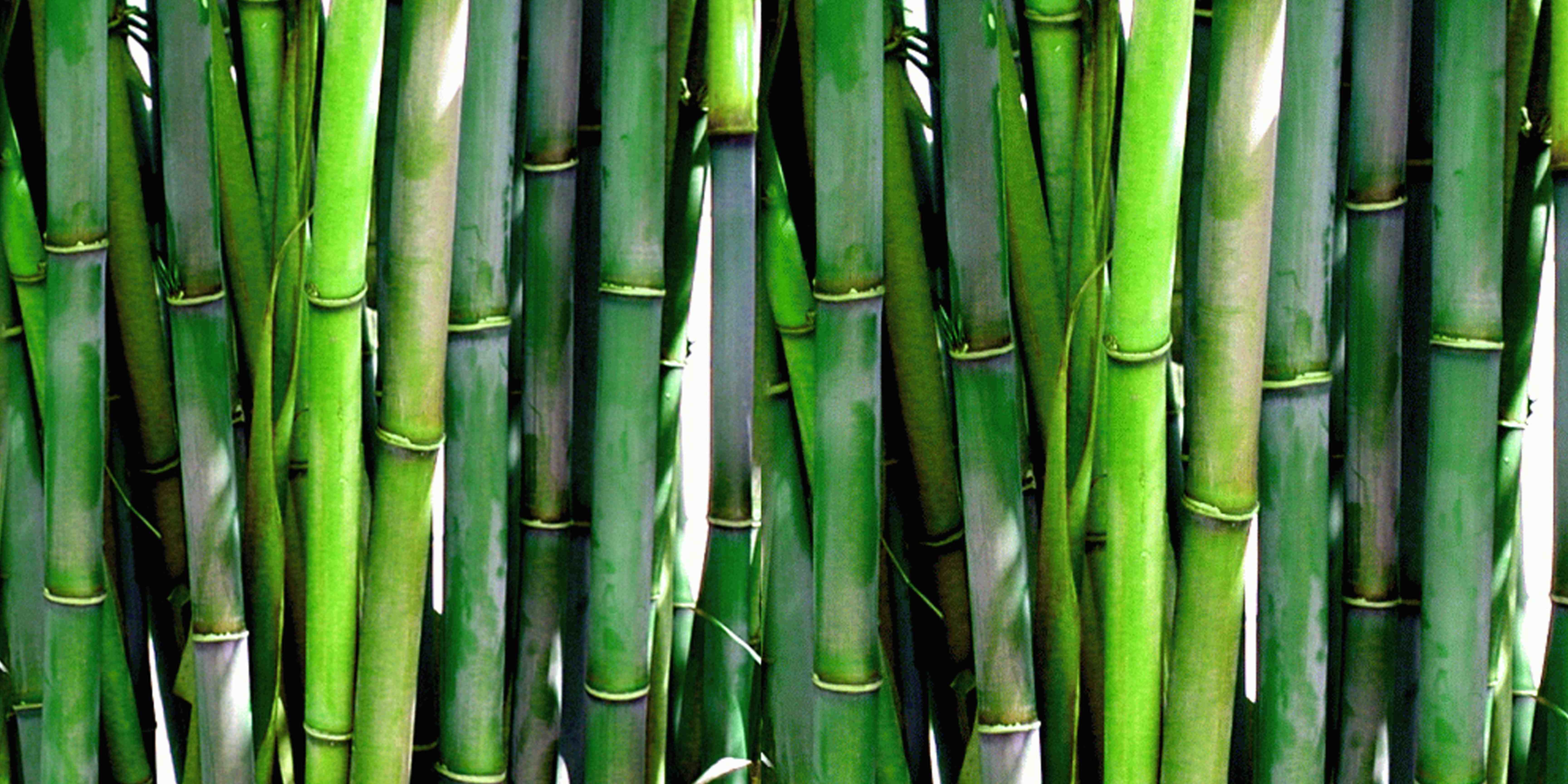 ¿Por qué elegir ropa personalizada de bambú?